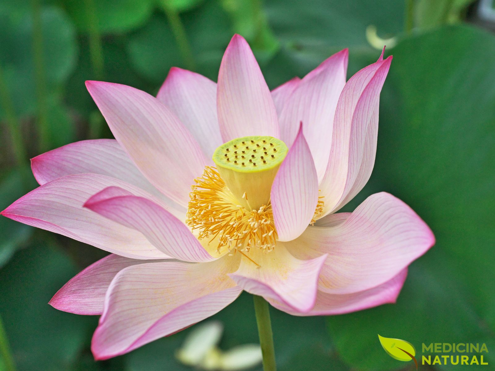 Flor-de-lótus – Lótus-sagrado- Nelumbo nucifera Flor-de-lótus - Lótus-sagrado- Nelumbo nucifera