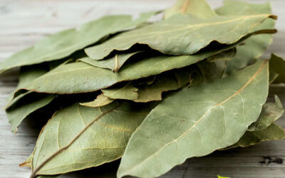 Loureiro: saiba para que serve a folha