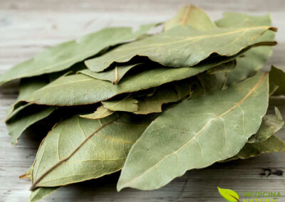 Loureiro (louro) - Laurus nobilis