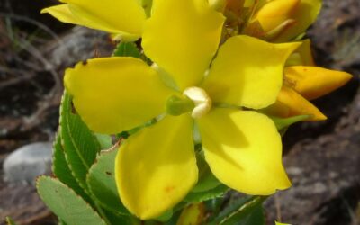 Luxemburgia polyandra (CONGONHA-DO-CAMPO)