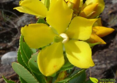 Luxemburgia polyandra - CONGONHA-DO-CAMPO