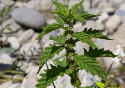 Lycopus virginicus - ERVA-DE-BUGRE