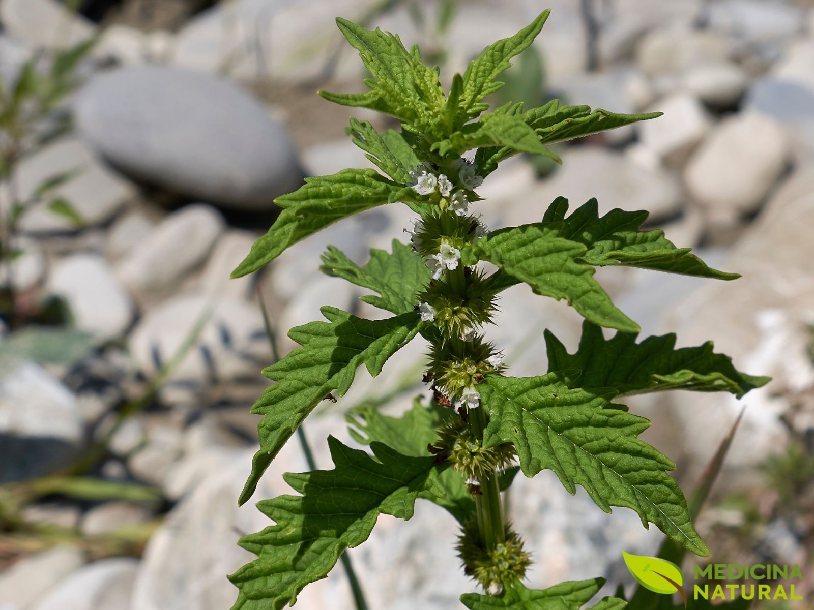 Lycopus virginicus - ERVA-DE-BUGRE