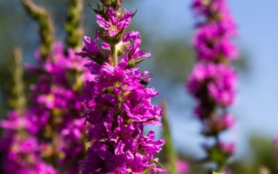 Lythrum salicaria – CARAPAU; SALICÁRIA