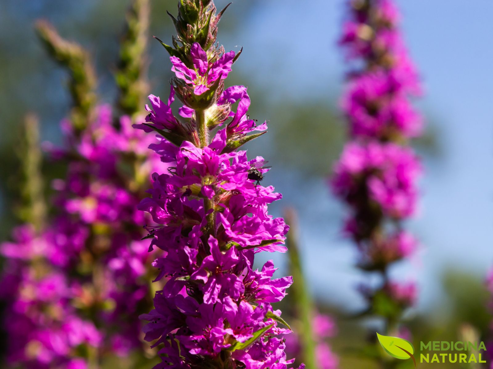 Lythrum salicaria - Salicária - Erva-Carapau