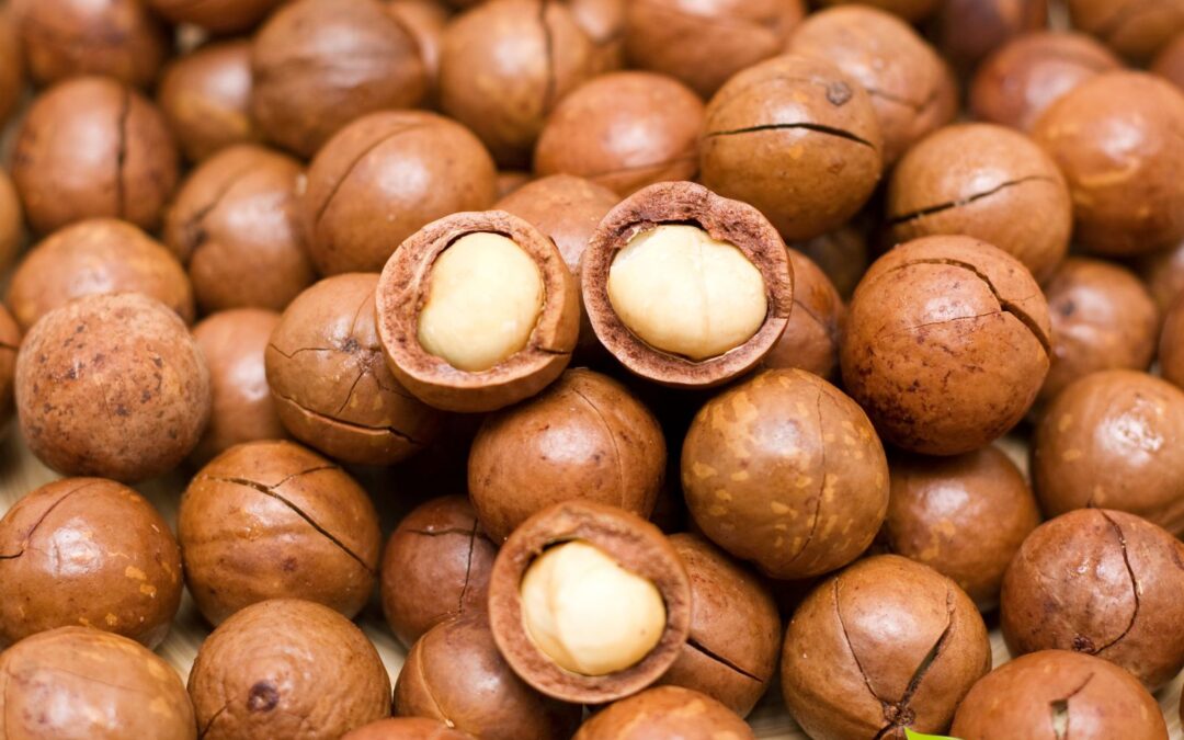 Macadamia tetraphylla (NOZ-DA-MACADÂMIA)