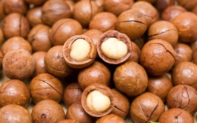 Macadamia tetraphylla (NOZ-DA-MACADÂMIA)