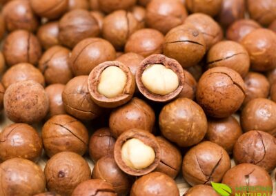 Macadamia tetraphylla - NOZ-DA-MACADÂMIA