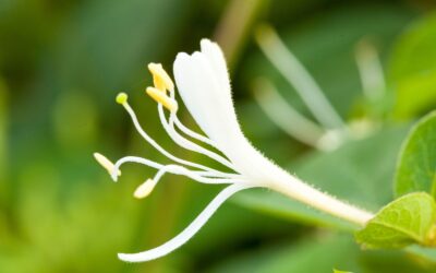 Lonicera japonica – MADRESSILVA-JAPONESA