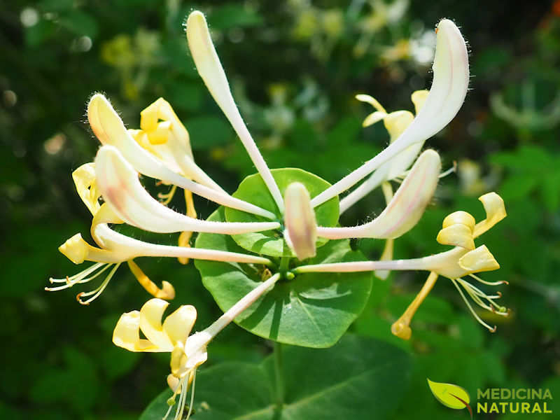 Madressilva - Lonicera japonica