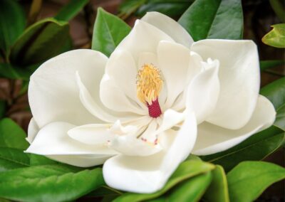 Magnólia - Magnolia glandiflora