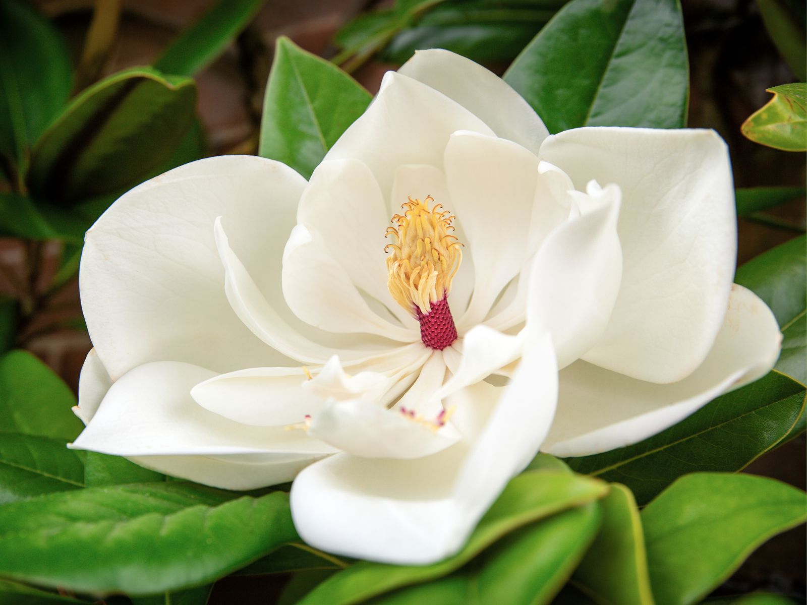 Magnólia – Magnolia glandiflora Magnólia - Magnolia glandiflora