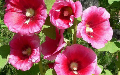 Malva-rosa: saiba para que serve