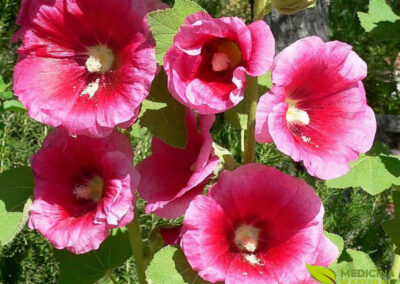 Malva-rosa - Alcea rosea