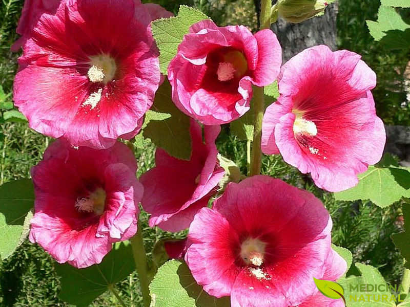 Malva-rosa - Alcea rosea