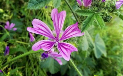 Malva-silvestre: saiba para que serve