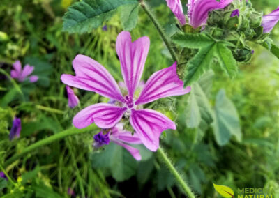 Malva sylvestris