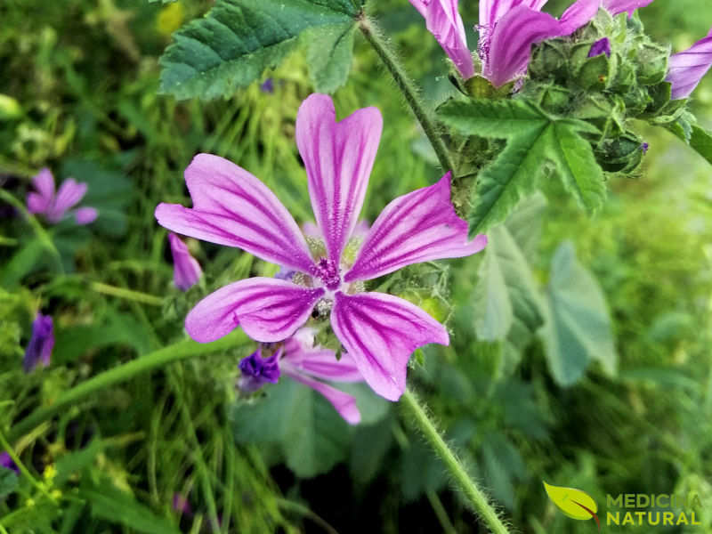 Malva sylvestris: saiba para que serve | Medicina Natural