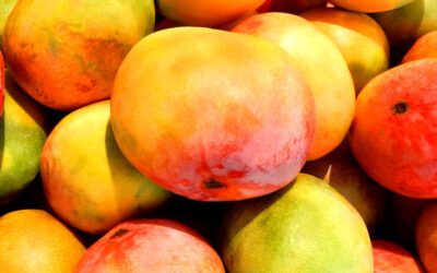 Manga-africana: a fruta que emagrece