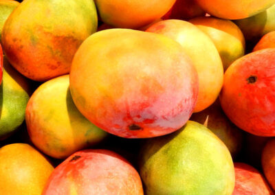 Manga-africana - Irvingia gabonensis