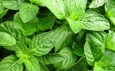Manjericão: saiba para que serve a planta