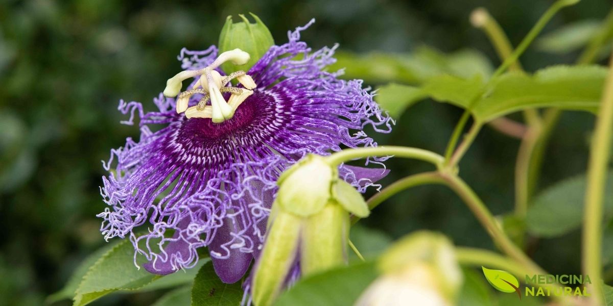 Presente na RENISUS como ansiolítico natural, o maracujá oferece ao SUS uma alternativa aos benzodiazepínicos para ansiedade leve a moderada. Sua inclusão visa reduzir a prescrição de medicamentos controlados e o risco de dependência química em pacientes da atenção básica.