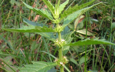 Marroio-de-água: saiba para que serve