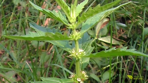 Flores e folhas do marroio-de-água (Lycopus europaeus)