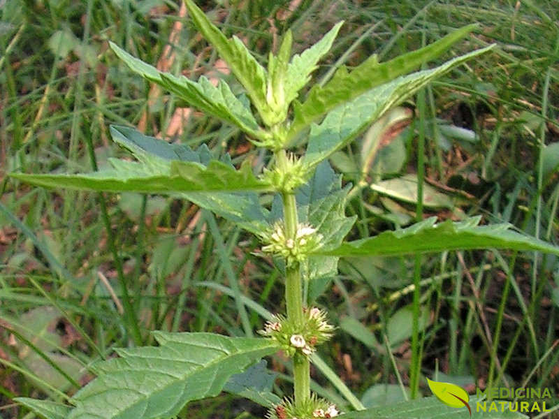 Marroio-de-água - Lycopus europaeus