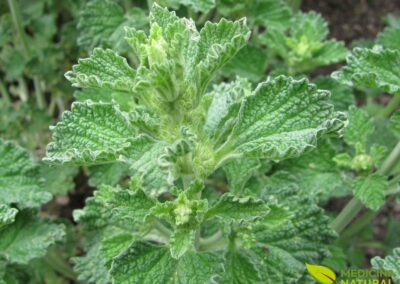 Marrubium vulgare - HOREHOUND; HORTELÃ-DO-MATO; MARROIO-BRANCO
