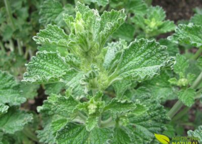 Marrubium vulgare - HOREHOUND; MARROIO-BRANCO