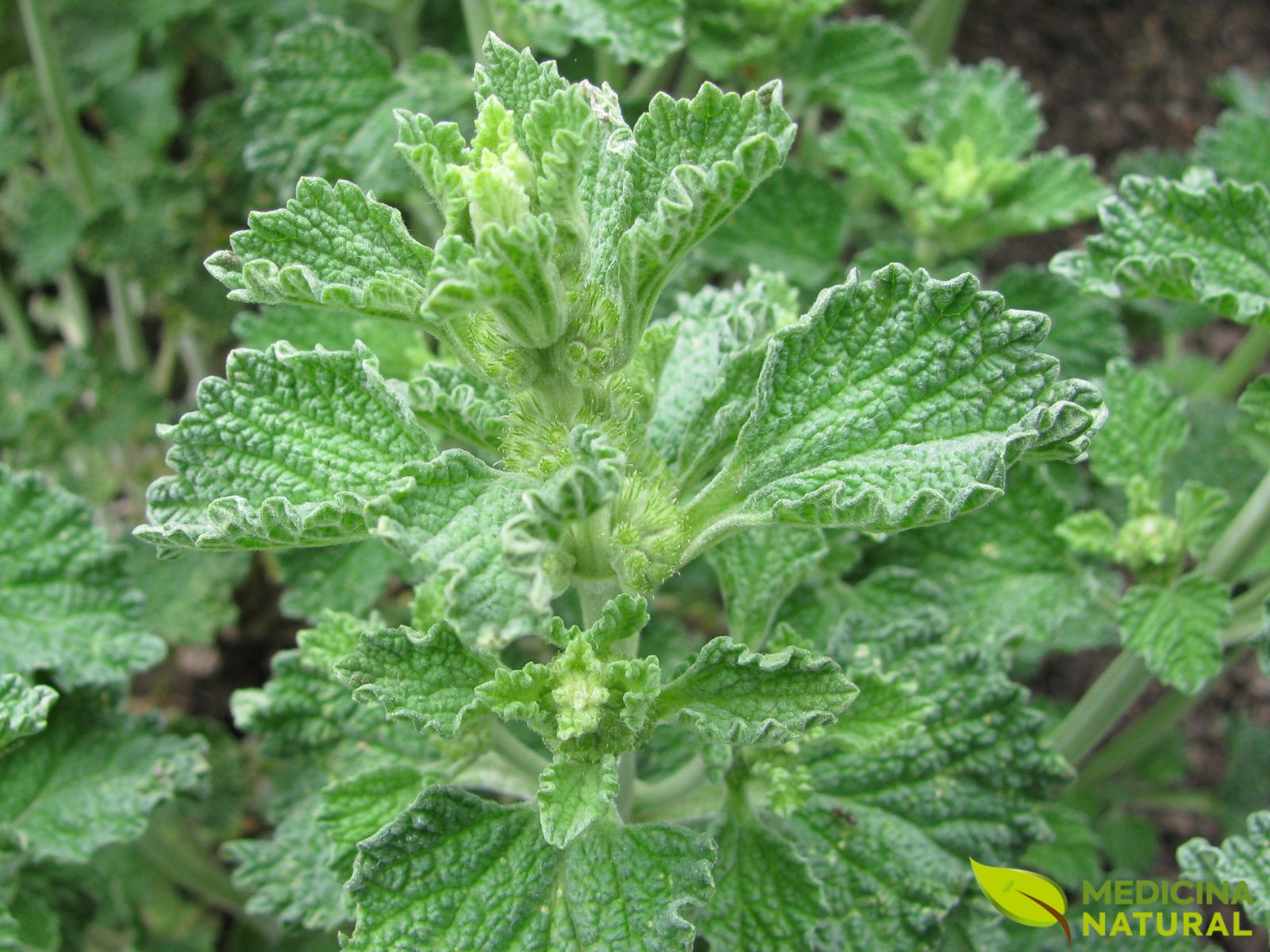 Marrubium vulgare - HOREHOUND; HORTELÃ-DO-MATO; MARROIO-BRANCO