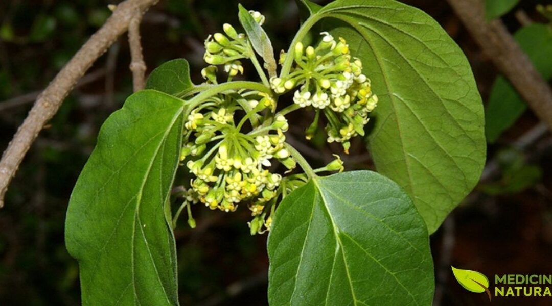 Condurango: Tradição dos Andes Para o Câncer e a Digestão