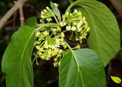 Marsdenia condurango