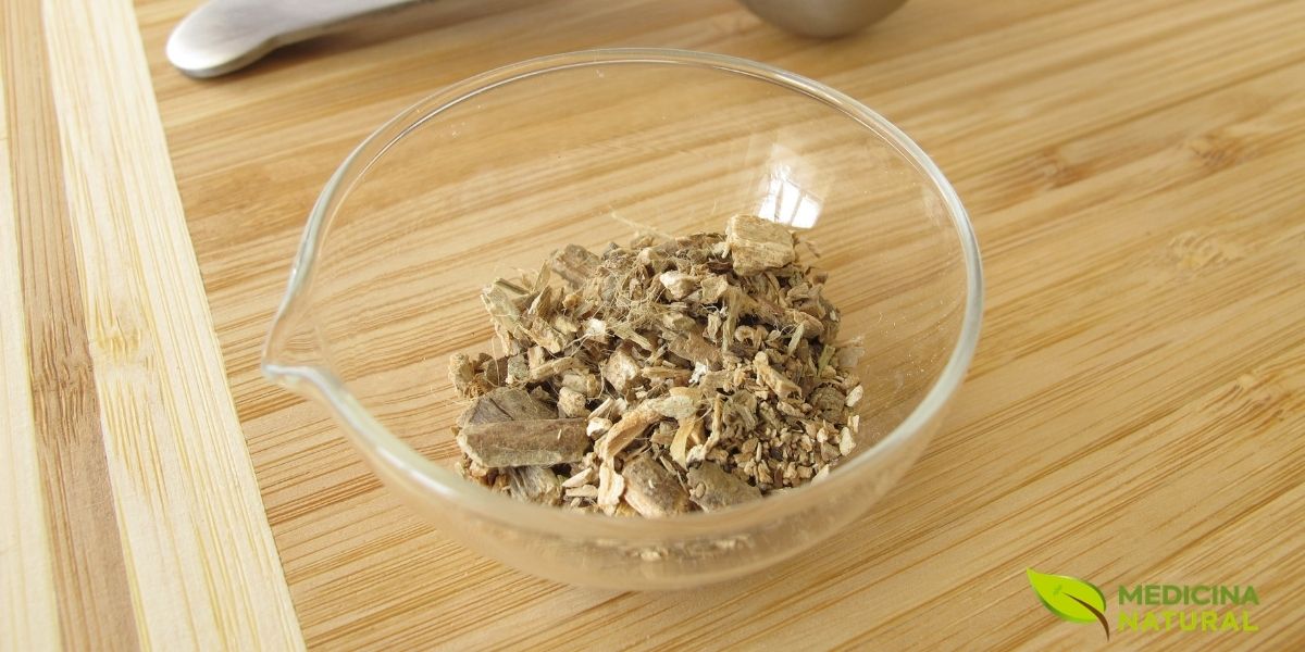 A casca da Marsdenia condurango é uma das partes mais associadas ao reconhecimento tradicional da espécie, tanto pelo aspecto da trepadeira quanto pela relevância histórica que ganhou ao longo do tempo. Em descrições botânicas, ela aparece ligada a ramos lenhosos e a uma estrutura mais robusta, reforçando o perfil rústico e singular dessa planta andina.