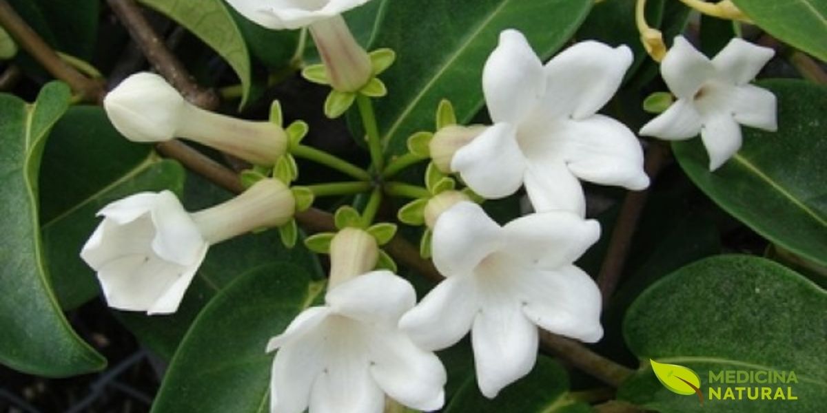 As flores da Marsdenia condurango costumam ser pequenas, delicadas e reunidas em agrupamentos discretos, contribuindo para a aparência característica dessa trepadeira. Em registros botânicos, elas aparecem associadas a tons claros, amarelados ou esbranquiçados, formando um contraste sutil com a folhagem e ajudando no reconhecimento visual da espécie em fase de floração.