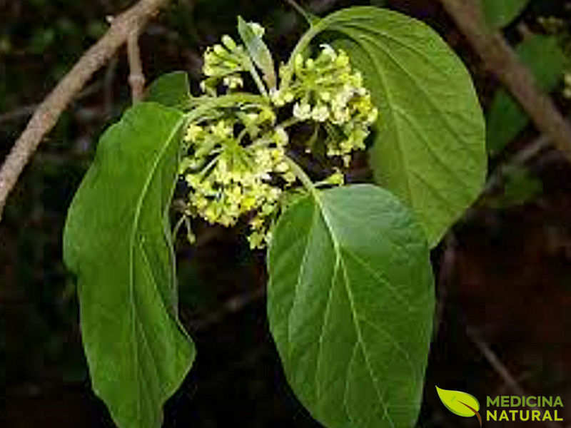 Marsdenia condurango