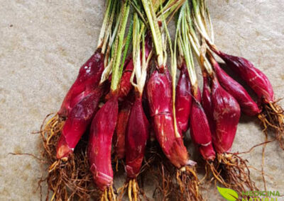 Marupazinho - Eleutherine plicata