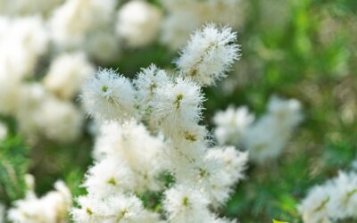 Melaleuca alternifolia (ÁRVORE-DO-CHÁ; TEA TREE)