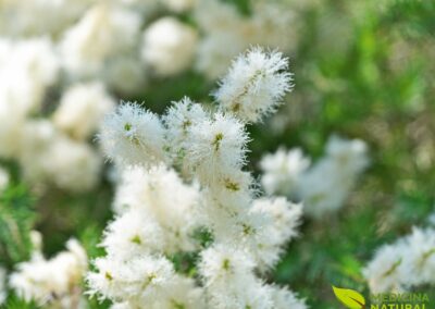 Melaleuca alternifolia - ÁRVORE-DO-CHÁ (TEA TREE)