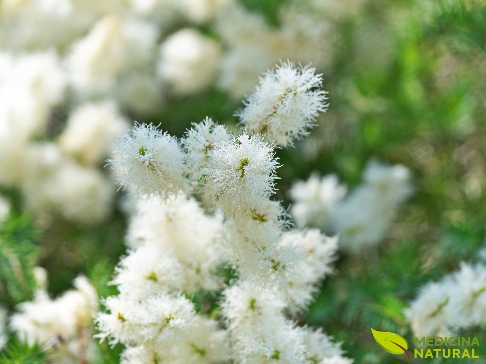 Melaleuca alternifolia - ÁRVORE-DO-CHÁ (TEA TREE)