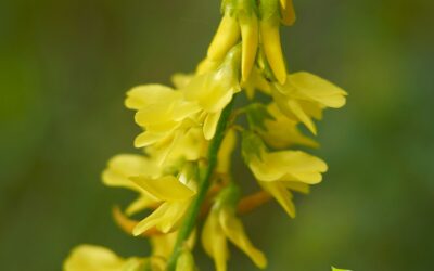 Melilotus officinalis (MELILOTO)