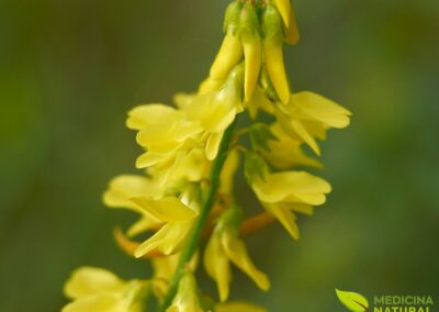 Meliloto - trevo-amarelo - Melilotus officinalis