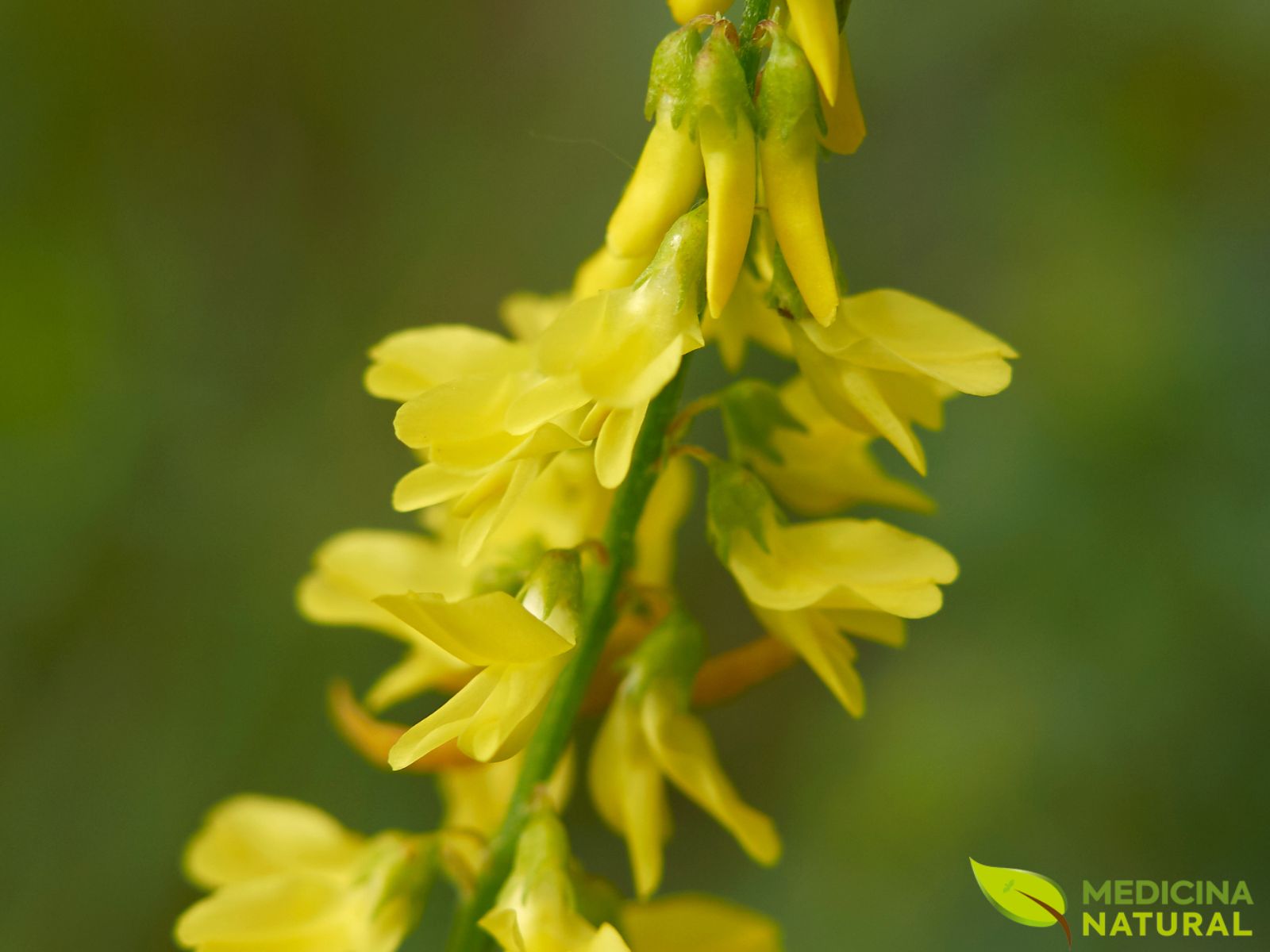 Meliloto – trevo-amarelo – Melilotus officinalis Meliloto - trevo-amarelo - Melilotus officinalis