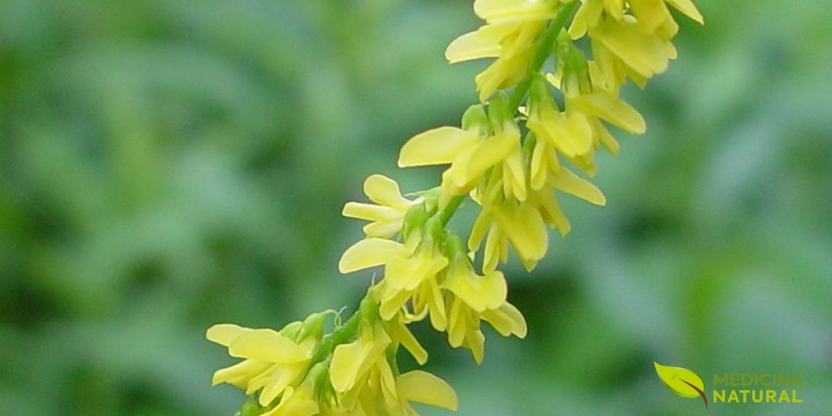 As flores amarelas do trevo-doce são pequenas e delicadas, parecendo cachinhos dourados pendurados nos galhos. Elas têm um formato especial que as abelhas adoram, e são essas flores que guardam os poderes medicinais da planta. Quando secam, liberam um cheirinho doce de baunilha. São colhidas no verão, quando estão bem abertão e cheias de vida.