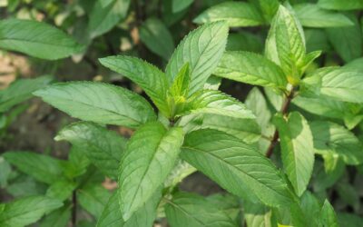 Mentha piperita (HORTELÃ-PIMENTA)