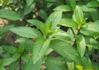 Mentha piperita - HORTELÃ-PIMENTA