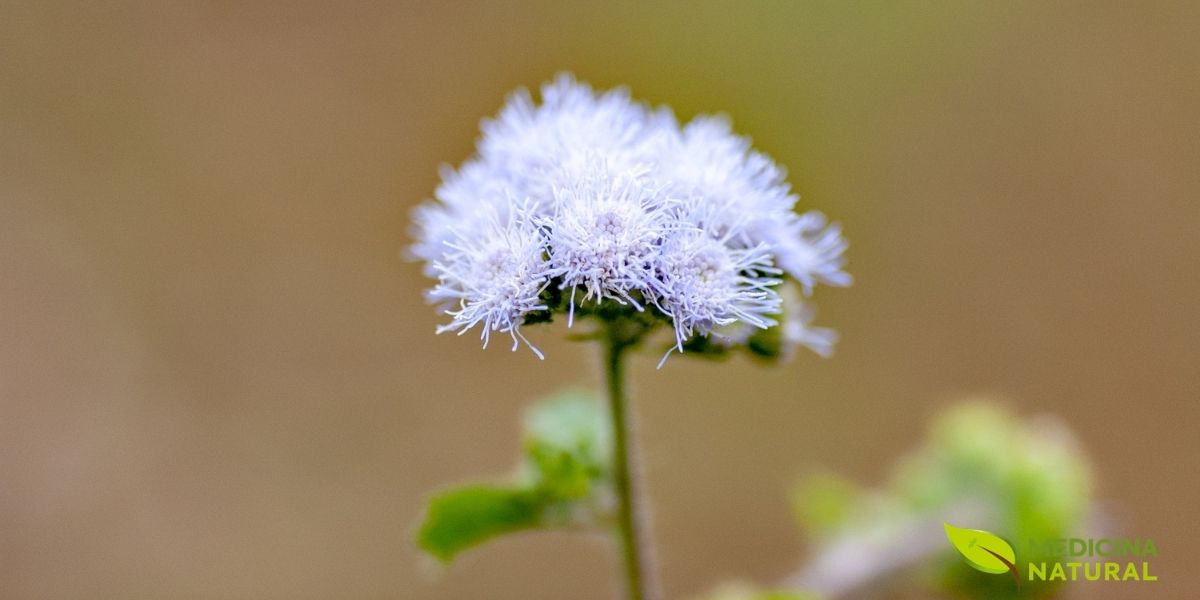 O mentrasto, com suas delicadas flores arroxeadas, é uma planta que se destaca na paisagem. Esta imagem captura a beleza singular da Ageratum conyzoides, uma erva que, apesar de muitas vezes ser considerada daninha, guarda em suas folhas e flores um vasto potencial medicinal, sendo um pilar em diversas práticas de saúde tradicionais ao redor do mundo.