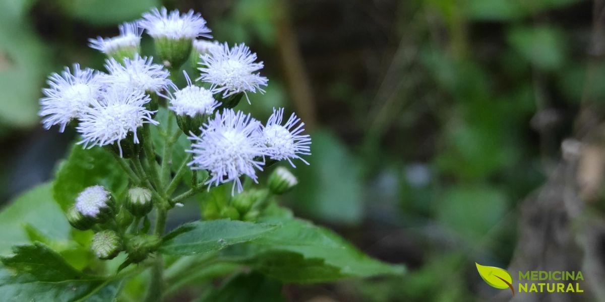 Um olhar mais atento às inflorescências do mentrasto revela uma complexa estrutura de pequenas flores agrupadas. A imagem aproximada permite apreciar os detalhes que muitas vezes passam despercebidos, mostrando a textura e a cor vibrante que caracterizam esta espécie. É nesta parte da planta que se concentram muitos dos seus compostos bioativos, responsáveis por suas propriedades terapêuticas.