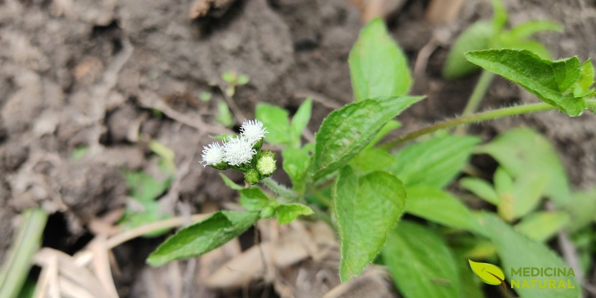 As folhas do mentrasto, com seu formato oval e bordas serrilhadas, são tão importantes quanto suas flores. Elas são a principal parte utilizada na preparação de chás e extratos. Esta imagem destaca o verde vivo das folhas em contraste com as flores, ilustrando a planta completa, pronta para ser colhida e utilizada por suas qualidades medicinais.